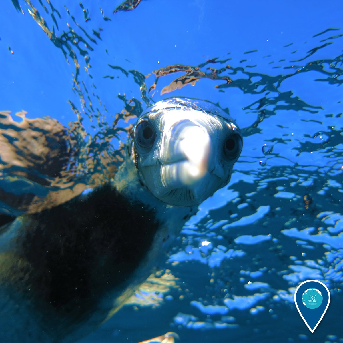 "Uh, excuse me. What are you doing down there?" What do you think this bird fishing in Papahānaumokuākea Marine National Monument is thinking? #EarthIsBlue
