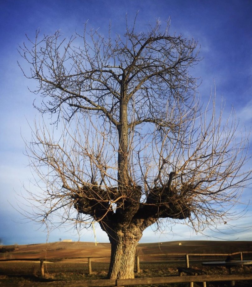 WaltzGarden's tweet photo. What happens when a bird drops a cherry pit onto a mulberry tree? One possibility is a cherry tree grows on top of the mulberry tree....and this is exactly what happened in Piemonte, Italy! Amazing. https://t.co/IB4dnC9ijH