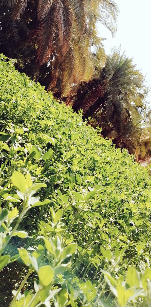 0325aa705faf4da's tweet photo. كل بذرة تزرعها تعود اليك.... احسنو زرعكم https://t.co/RbBAQIDKN6
