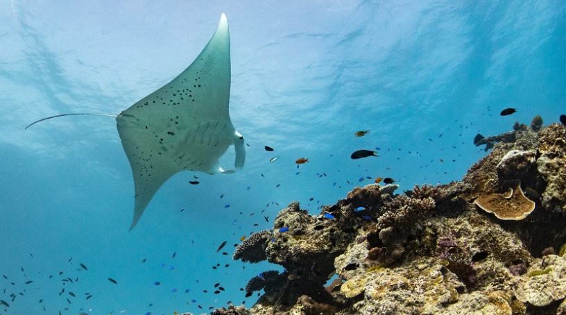 UQ_News's tweet image. #UQ research on manta rays and walking sharks makes @CosmosMagazine.
@ProjectManta 

bit.ly/37c0Zoa