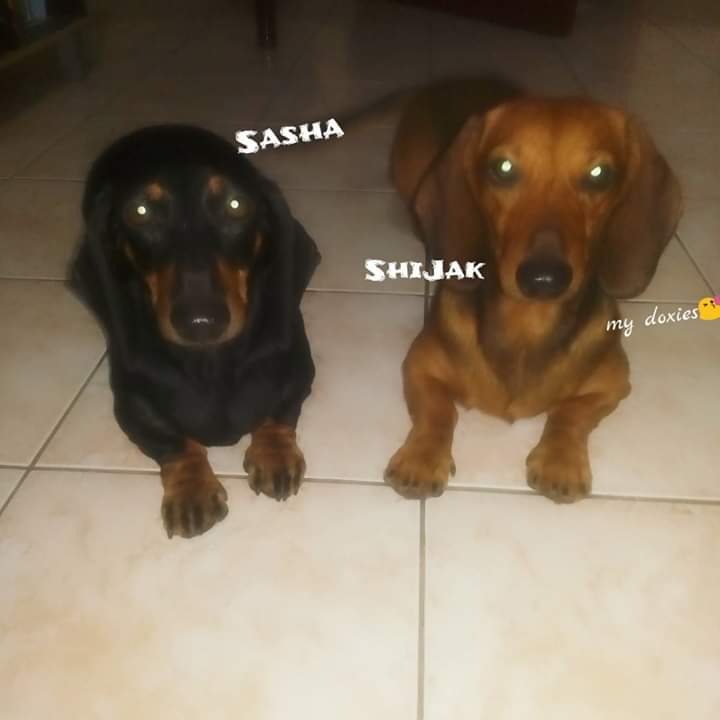 Ex07072's tweet image. #mydachs #sasha #shijak
@DachshundFanClu @DachshundGifts