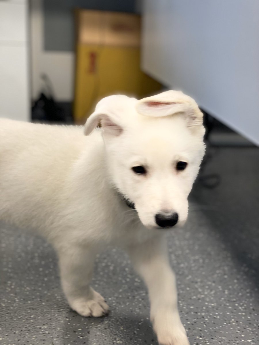 kris_brugman's tweet image. the floppy ears on this cutie!! Seriously a goofy puppy in the office next door today #puppy #airplanetravel #airportlife #toocute @flypdx @AlaskaAir