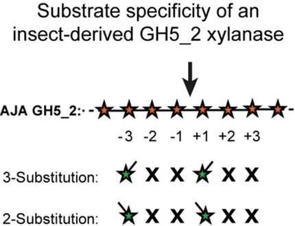 ChemBioChem's tweet photo. Y. Pauchet et al. @MPI_CE @MPICI_Potsdam @FU_Berlin analyzed the substrate specificity of a GH5_2 #xylanase using synthetic arabinoxylan #oligosaccharides generated by automated #glycan assembly #LongHornedBeetle https://t.co/JxUdM3uESx https://t.co/xWvu9wgZQZ