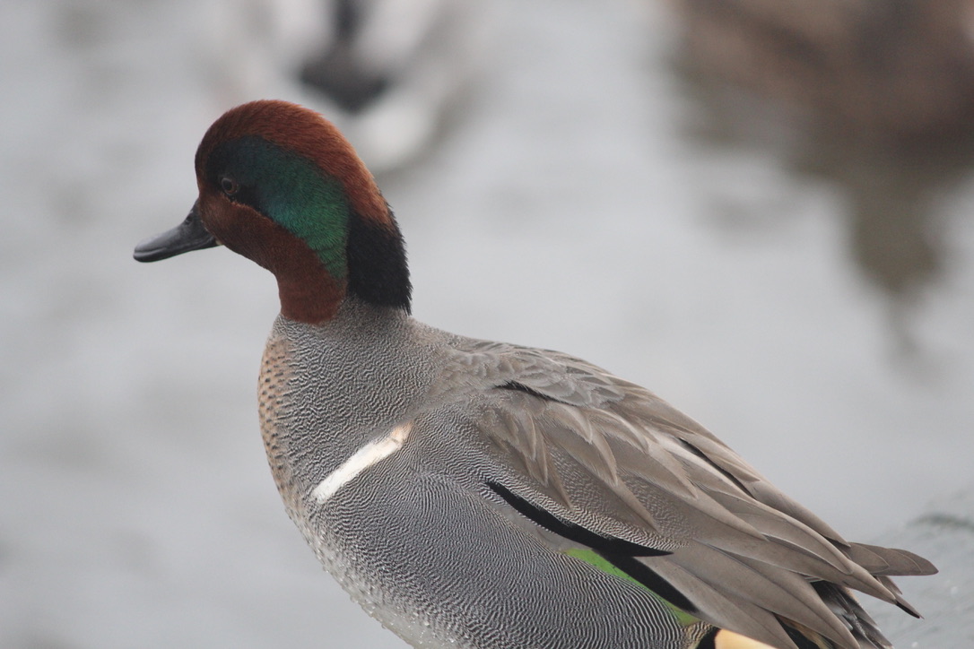 A closeup photo of a green winged teal duck.