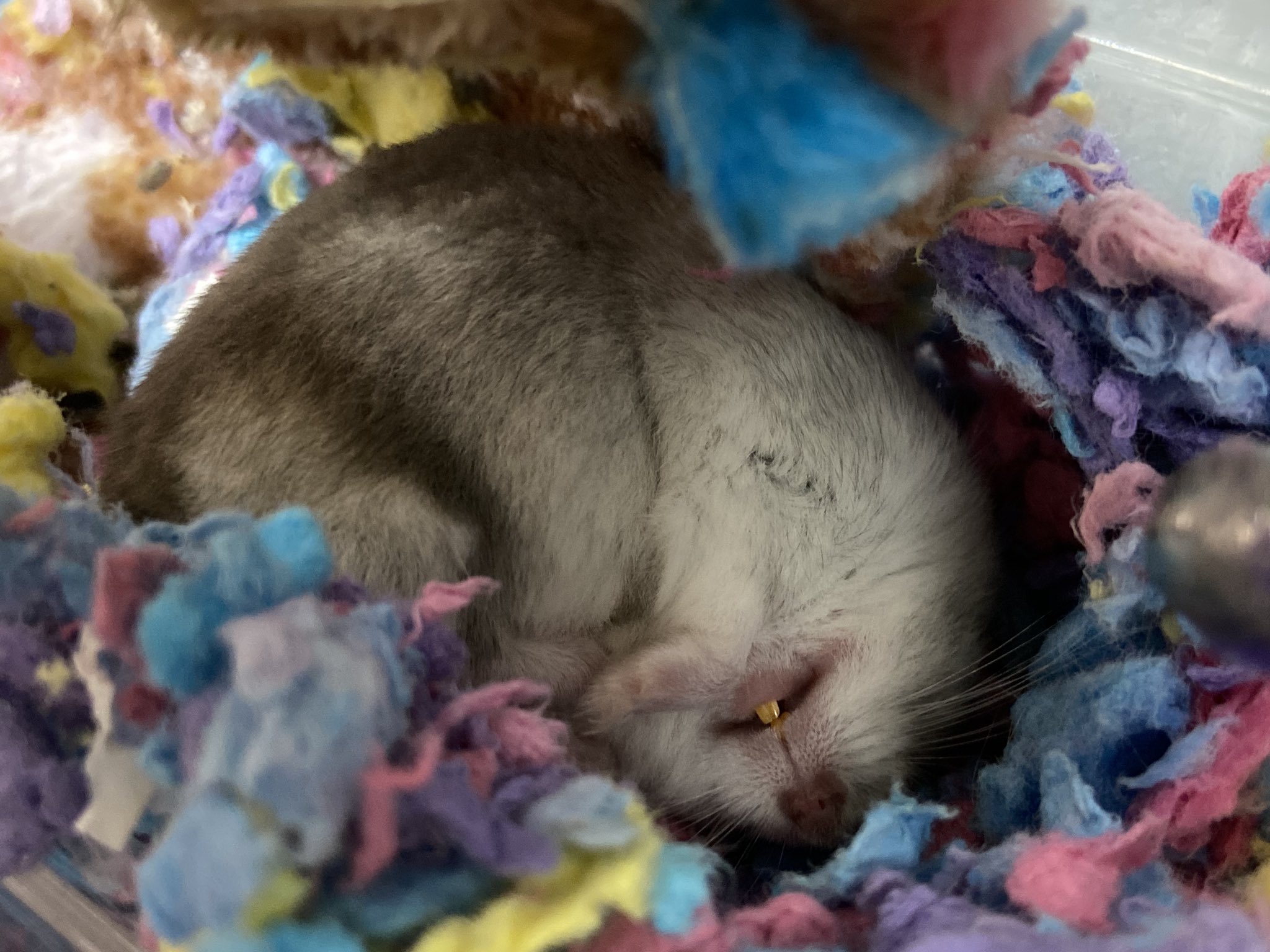 おたんこなーす 歯出して寝てる たまらんなぁー ハムスター好きと繋がりたい ハムスターのいる生活 うちのオラフ オラフ かわいい歯 可愛いしかない ハムスター最強 T Co N0ntehscqn Twitter