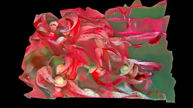 gtveloce's tweet image. Grevillea #stackedimages #3d #depthmapping ift.tt/2NMYaSY