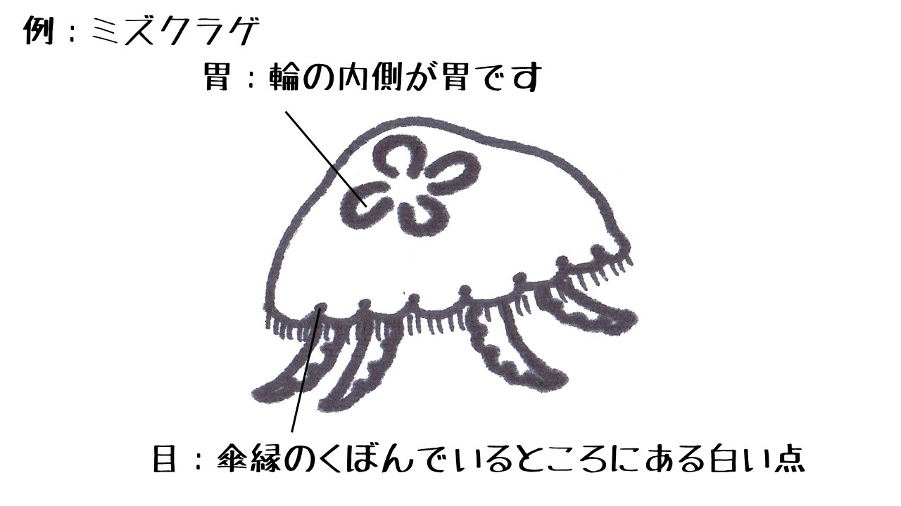 鶴岡市立加茂水族館 よくある質問 Q クラゲは目があるの A クラゲは目があります ただし 私たちのように見えるわけではなく 明るいか暗いしかわからないようです 鶴岡市立加茂水族館 よくある質問 Q クラゲは目があるの A クラゲは目があります ただし 私たちのように見えるわけではなく 明るいか暗いしかわからないようです