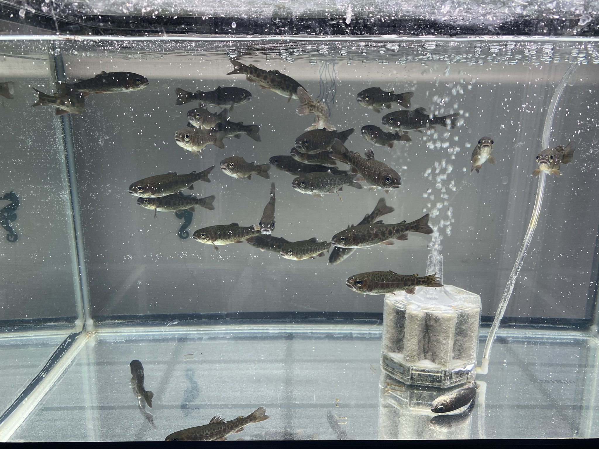 鰐 3 21らぷとる出勤 餌用に買ったニジマス美しい 飼育したくなる T Co Pgaekl25ns Twitter