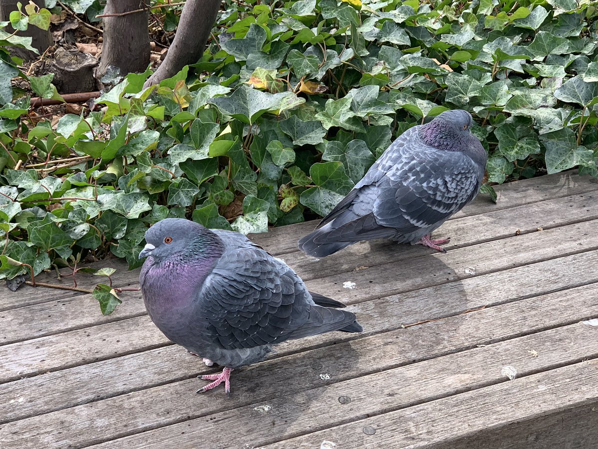 はと もふもふの鳩かわいい はと もふもふの鳩かわいい