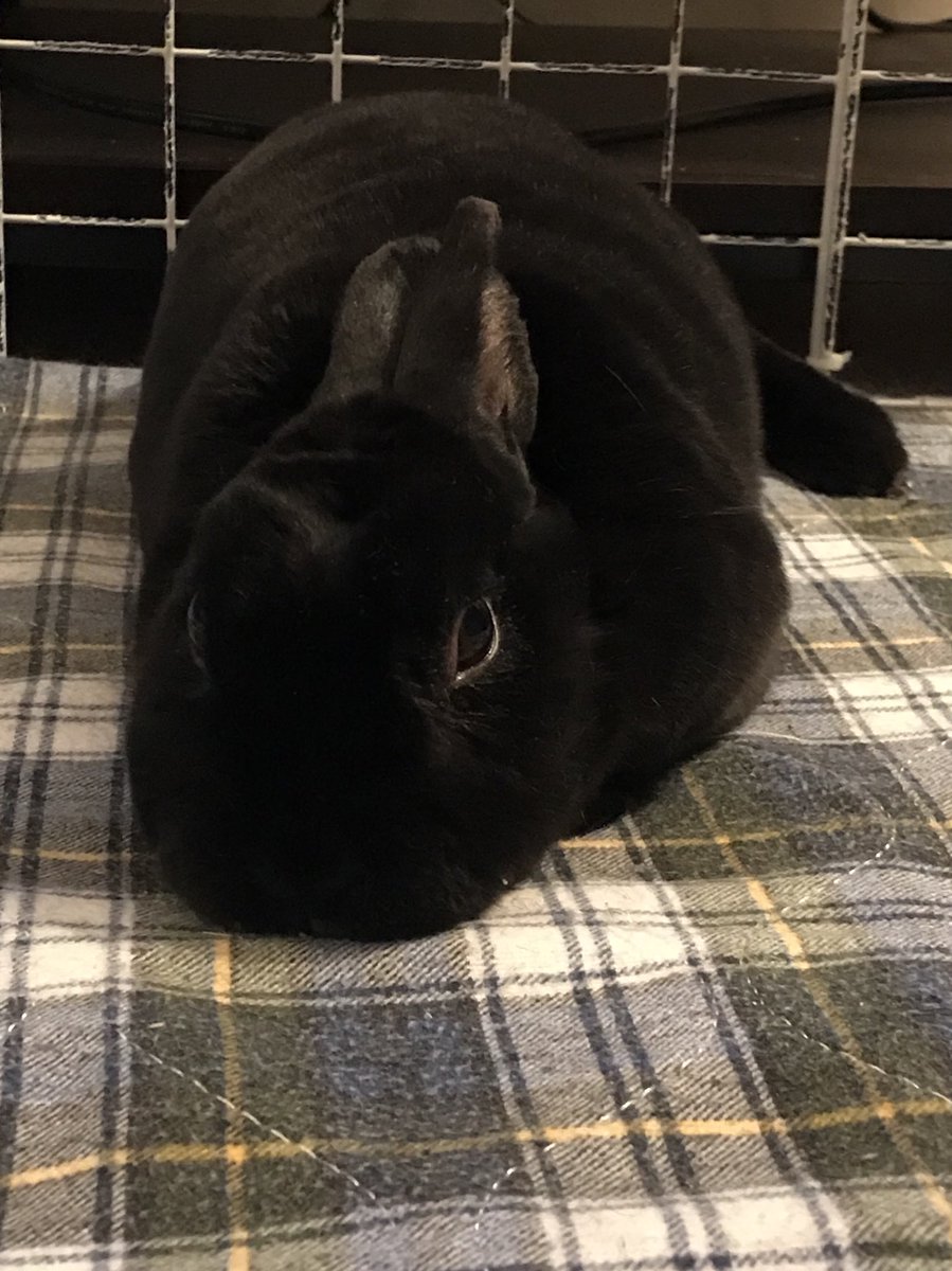 sarahliciousmhu's tweet image. #seniorlife #rexrabbit 💙