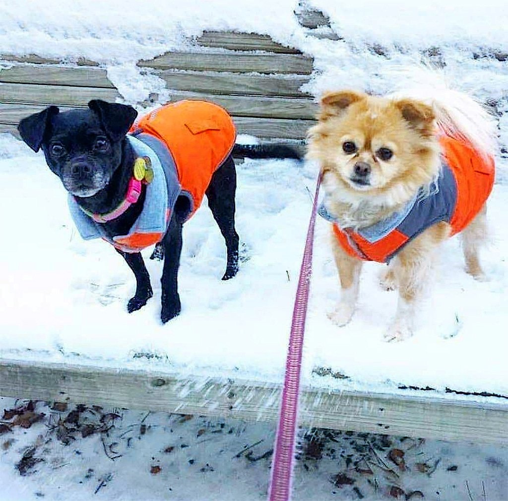 atlantapetlife's tweet photo. How Atlanta felt today! ❄️🥶🤣
🐕Martini &amp; Bella
.
.
#atlantapetlife #atlantapets #petsofatlanta #dogsofatlanta #atldogs #atlanta #cold #doglover #bestwoof #dogist https://t.co/uxn9ACRsKN