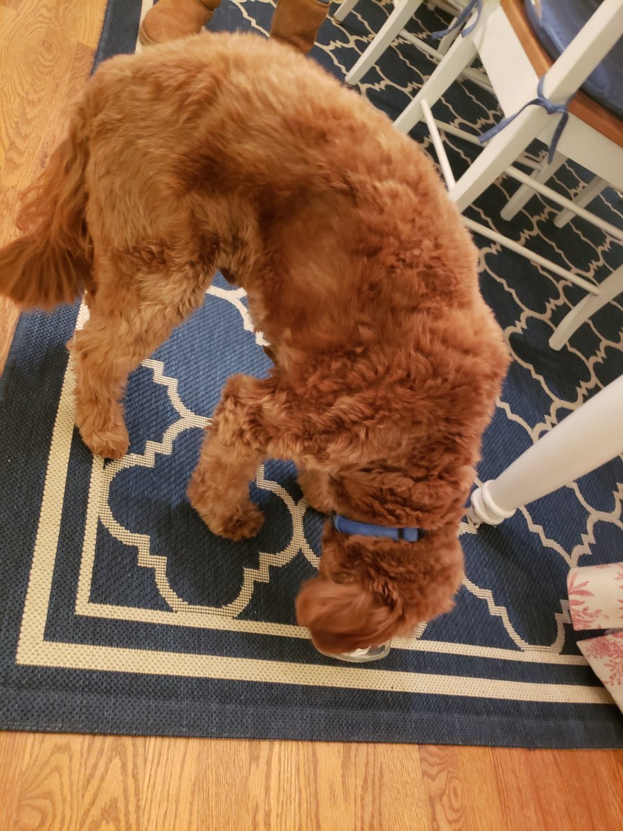 warrenerickson's tweet photo. Today is Cooper's 7th birthday.   He enjoyed some AE Salt and Pepper Cottage Cheese! https://t.co/AiOy433jlM