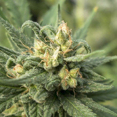 NugDatabase's tweet photo. Strain of the day: #Solace! ๐ฅ๐งโโ๏ธ๐ฅ
Stay in the #Zone ๐ฏwith a #Sativa ๐ฟ dominant variety ๐ฑ & ๐๏ธโโ๏ธ#Strong #buzz ๐
Check out this #Strain and more!
#Cannabis #StrainOfTheDay #420fam #420life #NugDatabase
๐ฒ๐ฅ๐๐จ https://t.co/qA9XUzTDNu