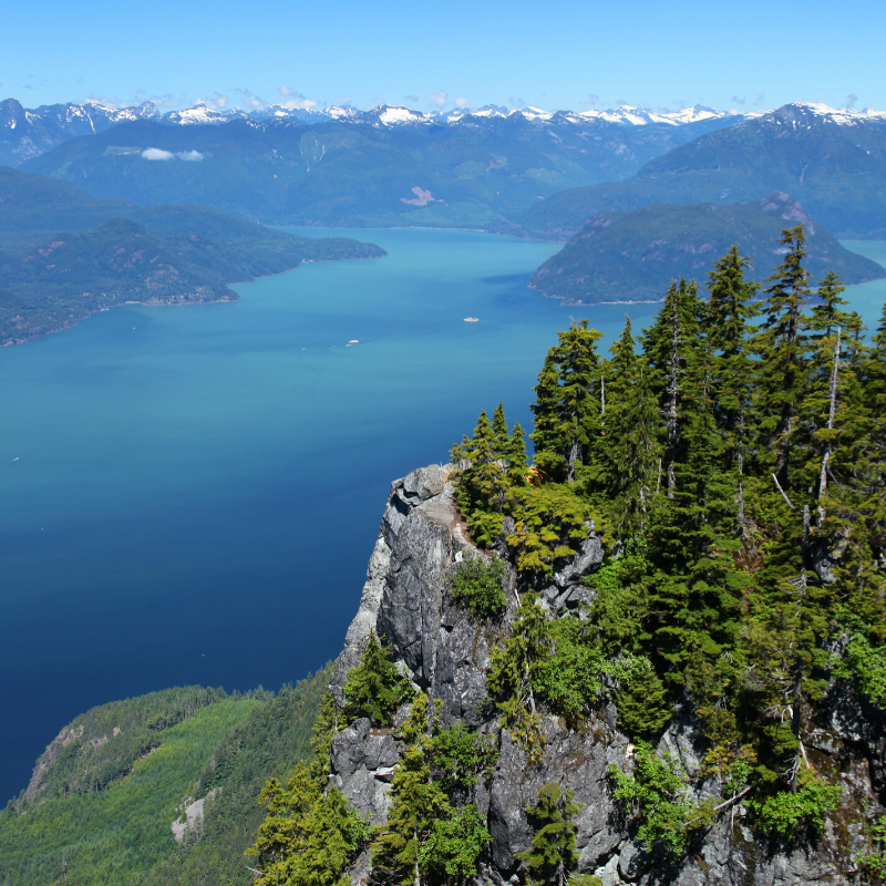 Keep it green, fresh and home grown. 
#industry #sookebc #sessions #coupon #cannabisindustry #seeds #flower #terpenes #cannabisstrain #instahemp