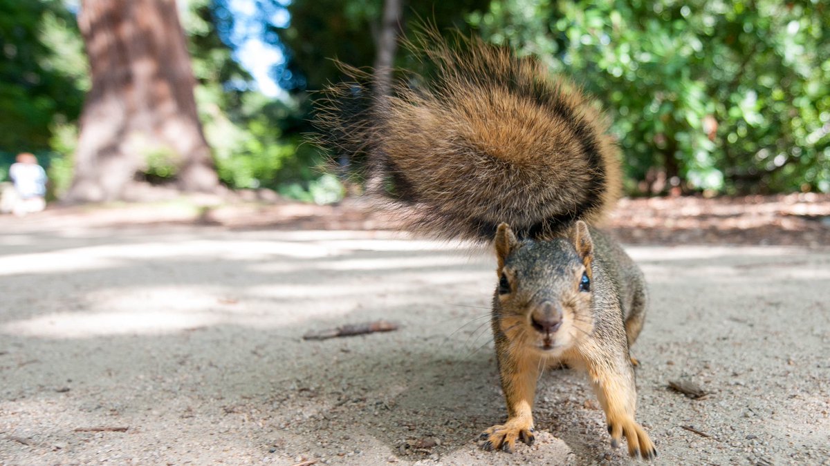 Squirrel on pathway at UC Berkeley.