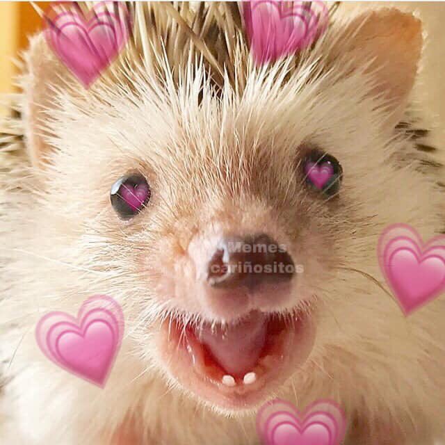 aleeexjk's tweet photo. Karina existe:
Yo:😭💕💓💘💞💖💗💕🥰💘💞💖💗💞💘💓💕😭💖🥺💖💖💞🥰💕🥺💗🥰💞💖💘🥰💕💓🥺💖💞💘💓💕💓🥺💘💖🥺😭🥰💕💓💖💗🥺🥰🥰💕💕💗💖💗🥺🥺 https://t.co/PHHa59QBC6