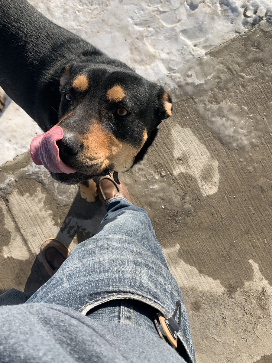 oakinokotoks's tweet photo. Training some lads in the ironworking trade on a First Nation reserve. Tuffy stops by once in a while 😀handsome devil! #ironworkers725 https://t.co/TbMJBZgMZx