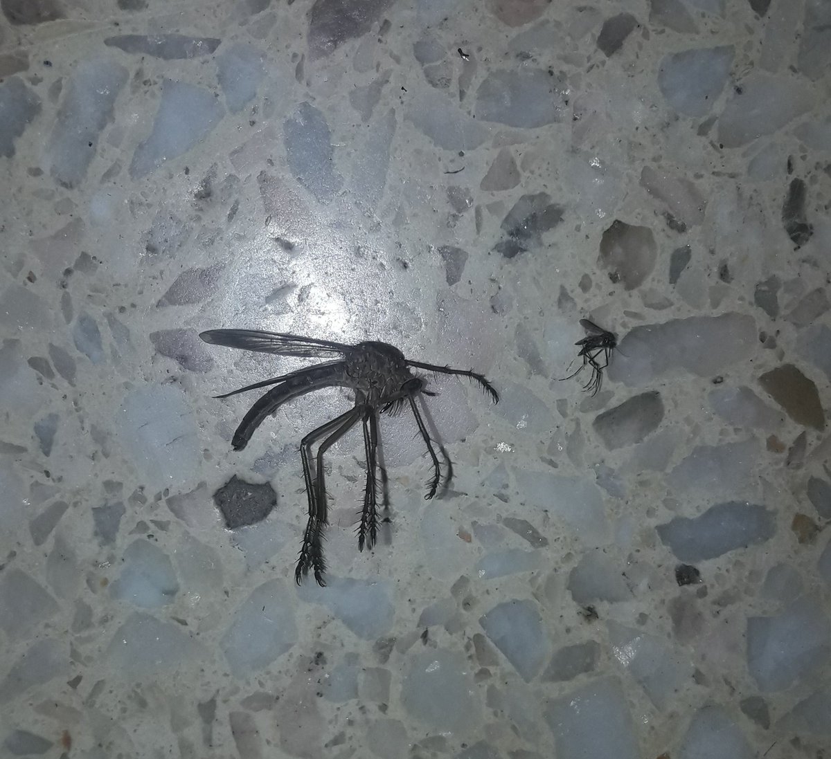 imightbewrong_'s tweet image. MIREN EL TAMAÑO DEL MOSQUITO QUE ACABA DE ENTRAR  POR MI VENTANA (al lado hay uno normal para hacer una perfecta comparación ahre) tengo: miedo