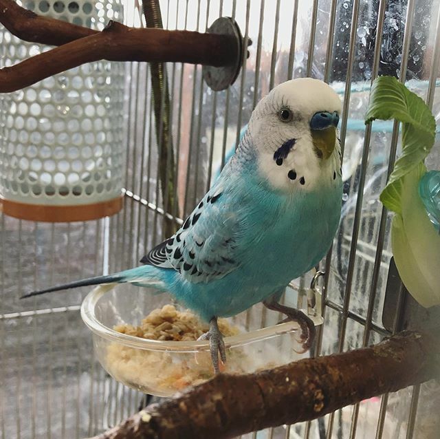 suzitoriji's tweet photo. 朝のあおさば🐟
#あお #いんこすたぐらむ #セキセイインコ #ふわもこ部 #budgerigar #budgerigarlover #budgerigarsofinstagram #parakeet #bird #birds #鯖男 #Official鯖男dism https://t.co/8lHvi1GxqL https://t.co/RYViZQlZ7f