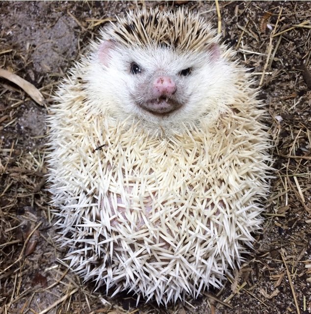 Grumpy Animals (@grumpyanimals) / Twitter Grumpy Animals (@grumpyanimals) / Twitter