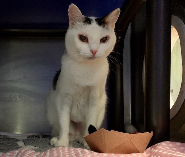 Kimberlykokourt's tweet photo. Good Tuesday evening to you! My name is #Hvala: #ID86002: #BrooklynACC: #Female: #4YearsOld! I am the only #cat 🐈 that is #sadly on the #NYCACC @NYCACC #AtRiskList for tonight and I will be #killed or #euthanized on Thursday 1-23-2020 at 12pm w/o a placement!  #DeathRow! #Cats! https://t.co/zWGaVFagTt