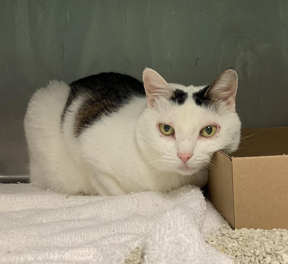 Kimberlykokourt's tweet photo. Good Tuesday evening to you! My name is #Hvala: #ID86002: #BrooklynACC: #Female: #4YearsOld! I am the only #cat 🐈 that is #sadly on the #NYCACC @NYCACC #AtRiskList for tonight and I will be #killed or #euthanized on Thursday 1-23-2020 at 12pm w/o a placement!  #DeathRow! #Cats! https://t.co/zWGaVFagTt