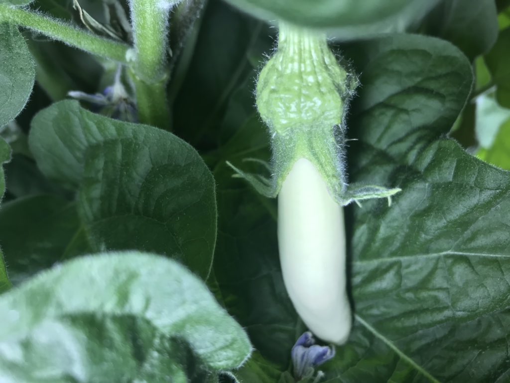 MsP_SciNerd's tweet photo. Two baby eggplants have started growing in room 201! Some artificial fertilization had to take place using a pipe cleaner since bees are not welcome in the classroom. Let’s hope we get some more &amp; these grow well! https://t.co/DaJ5XYzwZF