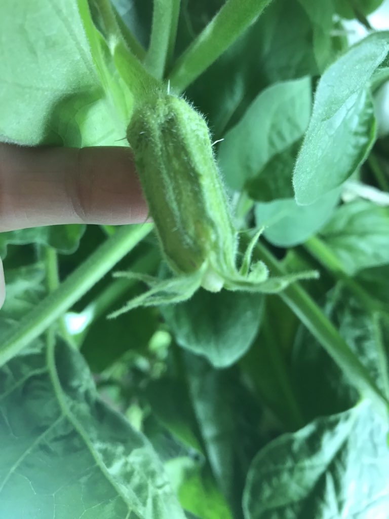 MsP_SciNerd's tweet photo. Two baby eggplants have started growing in room 201! Some artificial fertilization had to take place using a pipe cleaner since bees are not welcome in the classroom. Let’s hope we get some more &amp; these grow well! https://t.co/DaJ5XYzwZF