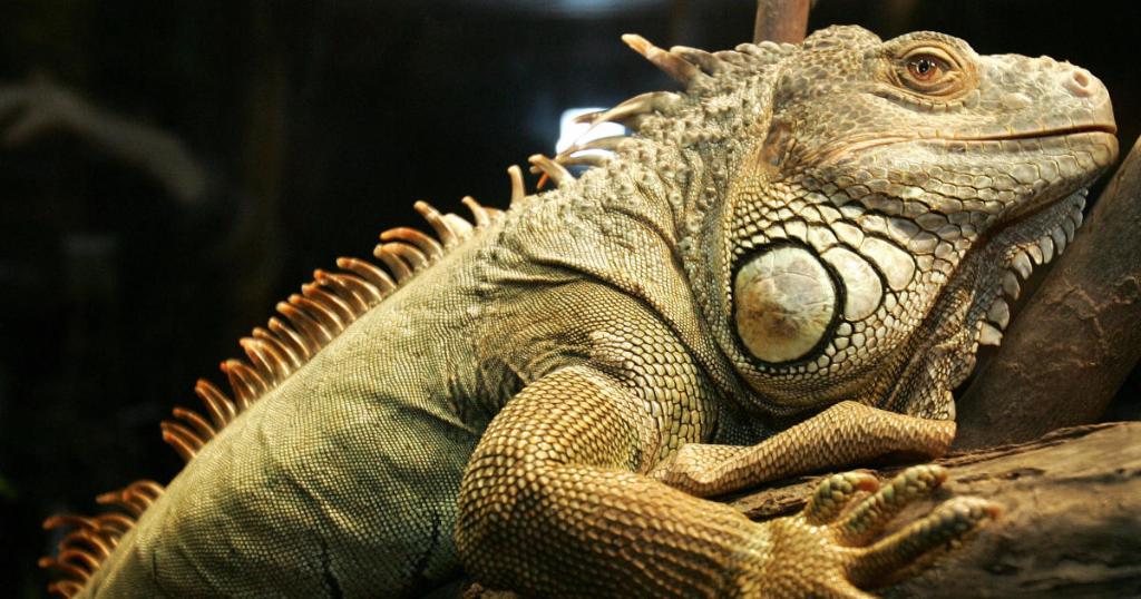 CBSNews's tweet photo. Weather service issues alert for falling iguanas as temperatures drop in Florida https://t.co/15F9auCiO8 https://t.co/dpOUH2iaV0