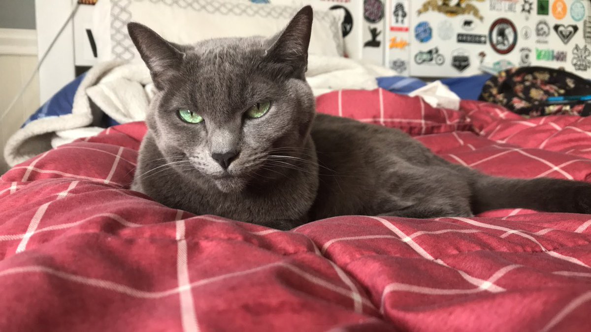 katestanjevich's tweet photo. Im heartbroken and desperate. My family &amp; I have done all we can to look for our cat who went missing on 1/17. My long beach ppl, especially if you live near mezzanine and san anseline, please keep an eye out. This is my baby and I miss her 💛 if u don't live close, plz share. ty https://t.co/szs8KhRFgB