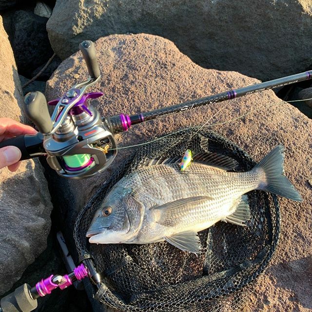 OLYMPIC_JPN's tweet photo. User's Report
GSIS-762MLをお使いのふう君様より投稿いただきました。
Instagram @
Twitter @Hs7JUN
#チニング #シルベラード #Silverdo #graphiteleader #オリムピック #スティーズ #ダイワ https://t.co/wuBTWQuBTh https://t.co/C44E7pe5fF