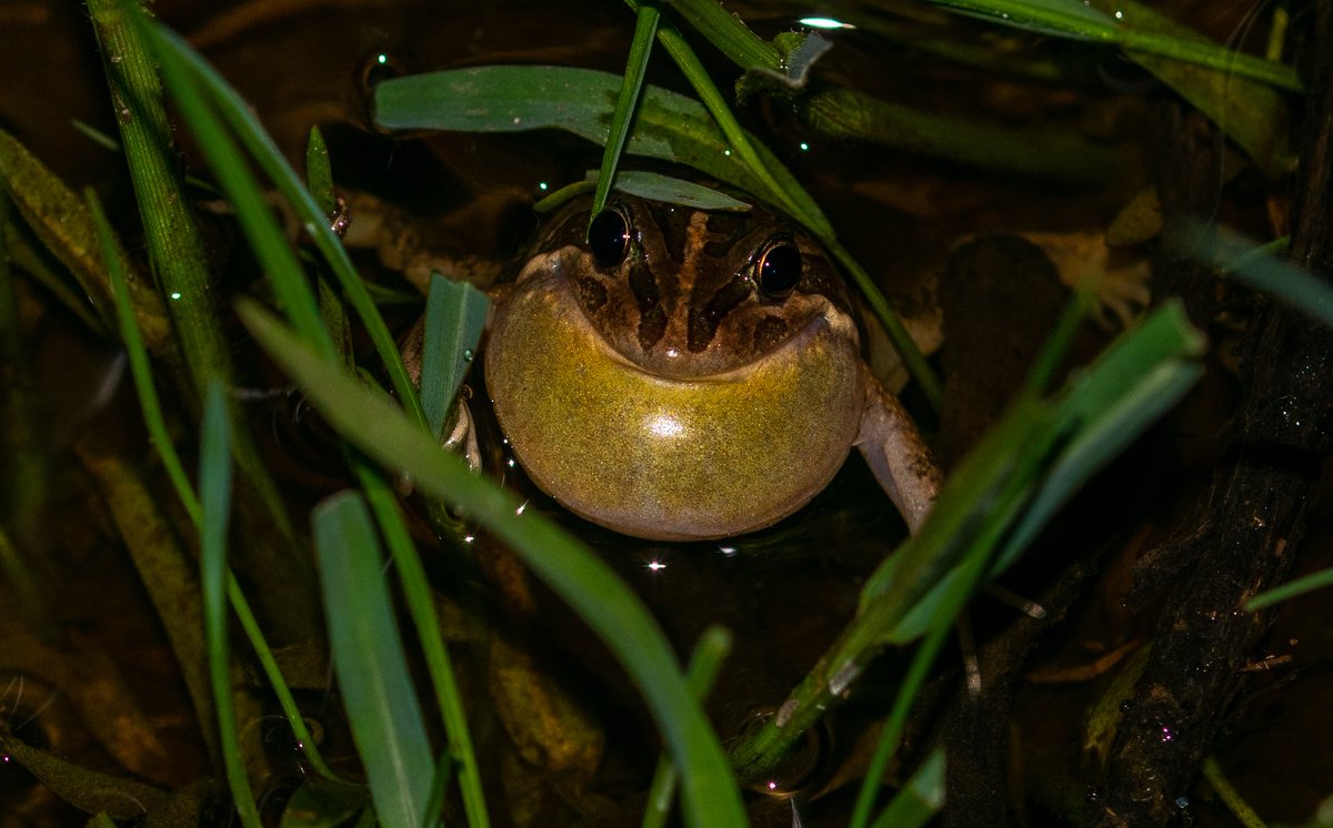 This Spotted Marsh Frog (Limnodynastes tasmaniensis) looks as happy as anyone that the rain has finally come to the New England Tablelands.