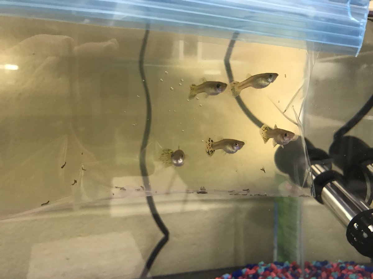 MsP_SciNerd's tweet photo. We also have some new guppy friends in room 201.  An awesome student brought them in for us to have some new class let’s. So excited to watch them grow! They will be getting some new plants in their tank this week too! So much life happening in room 201! https://t.co/ih0bjPpqvG