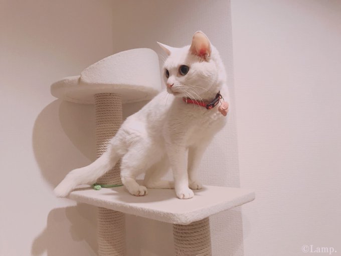 猫探偵の事件簿のtwitterイラスト検索結果