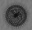 MargaretBrisbin's tweet photo. A lonely Aulosphaeridae Phaeodarian for this #tinyprettytuesday. 463m in the western N. Pacific near Okinawa, imaged with the ISIIS small imager. #radiolaria #protists https://t.co/oIYYc6IyKx