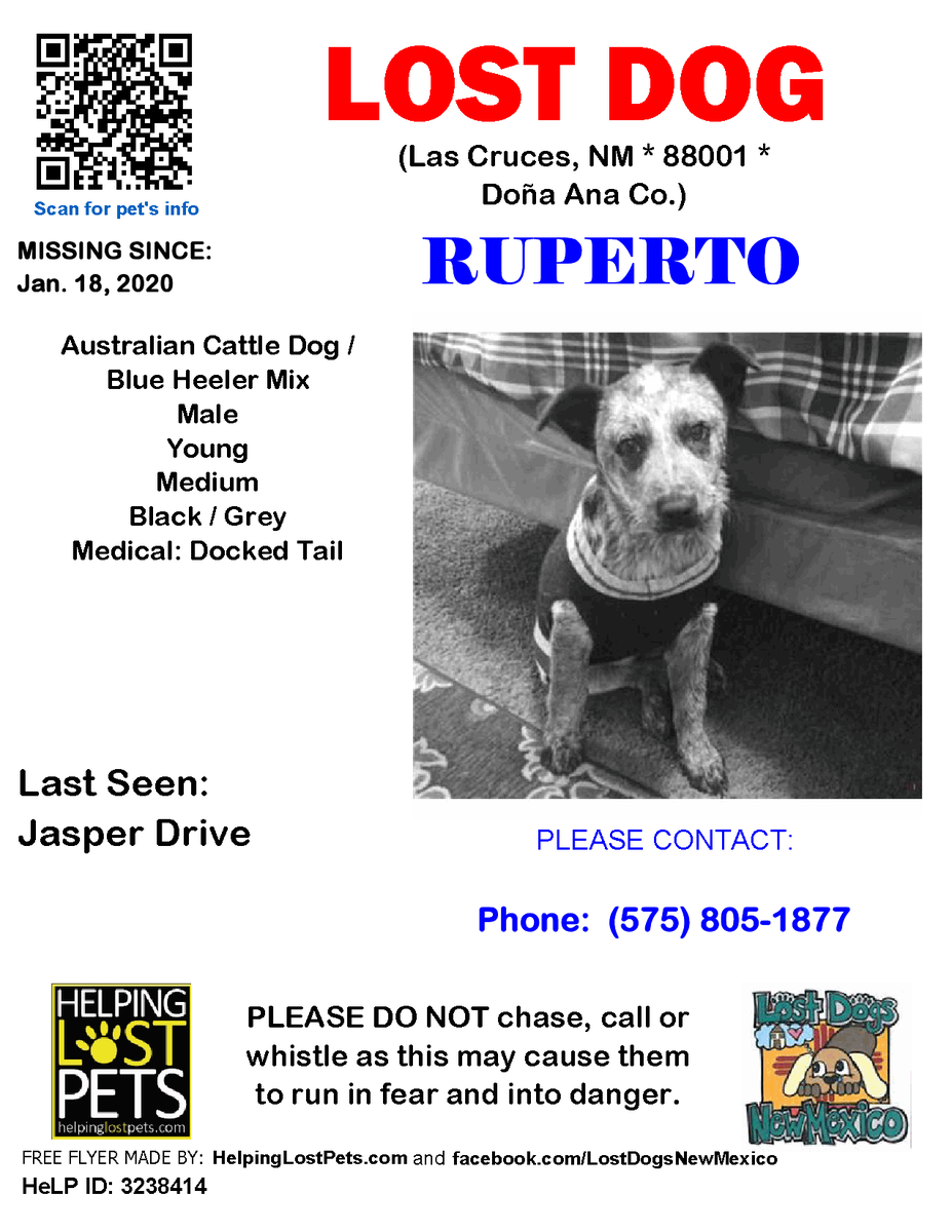 🛑🛑 #LOSTDOG #Ruperto #LasCruces (Jasper Drive) #NM 88001 #DoñaAna Co. , #Lost #Dog 01-18-2020!, Medium / Young / Male / #AustralianCattleDog / #BlueHeeler Mix / Black / Grey facebook.com/LostDogsNewMex…