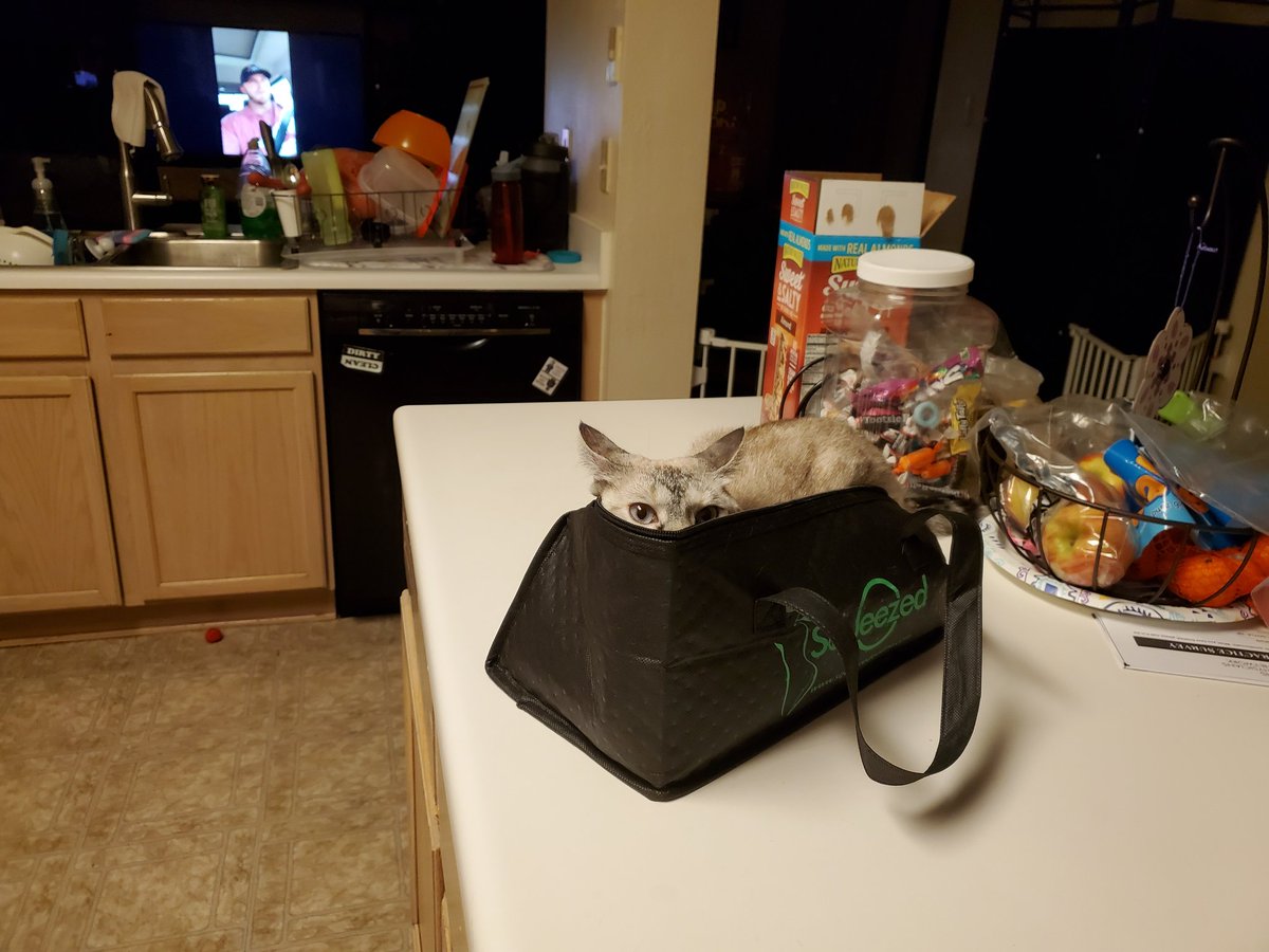 Milwife38's tweet photo. #CatsOfTwitter she has now claimed my lunch box..#attackmodeactivated https://t.co/pbcQnuctN5