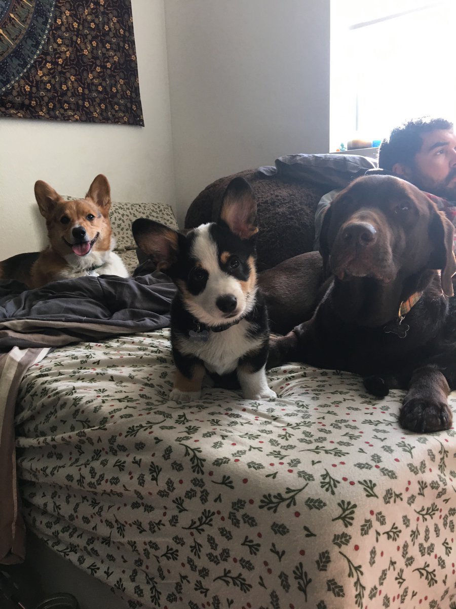 Baolvr's tweet photo. @TGOGpodcast Hey guys! I just wanted to share some things with you! 1)Yesterday I was driving back from agility with Dante (leftmost corgi) and he kept tilting his little head when Leah was meowing on the pod! (Picture of my dogs below) 1/2 https://t.co/yCVJmZe2BG