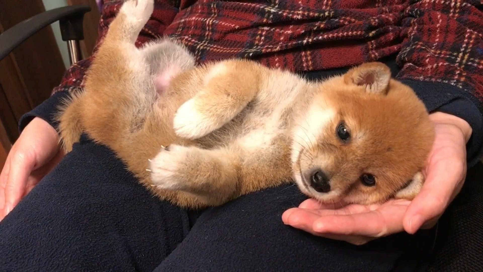 Mameshiba Ichimi 豆柴いちみ 豆柴 いちみの コテンっ がかわいい T Co Krxedz5qiy 豆柴 豆柴子犬 柴犬 豆柴かわいい 子犬 Sibainu Puppy T Co 5kpniphtnr Twitter