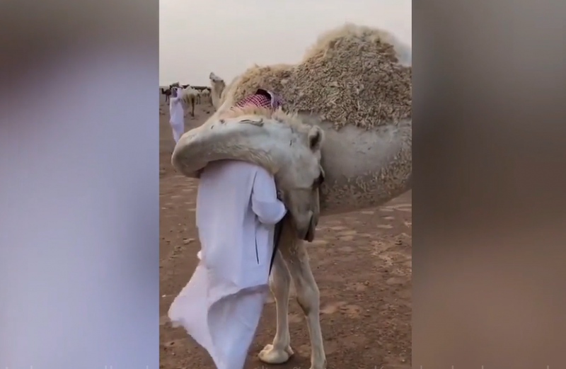 UN HOMBRE ES ABRAZADO POR UN CAMELLO DE SU MANADA LUEGO Q SU DUEÑO REGRESARA DESPUÉS DE 3 DÍAS DE AUSENCIA POR EL DUELO, POR LA MUERTE DE SU HIJO. 
#LosQueEntiendenElDolor