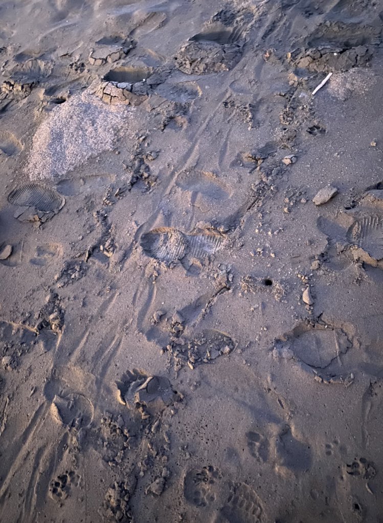 ecologykel's tweet photo. I’ll be here in Ostional, Guanacaste, #CostaRica, for the next two weeks, collecting data on nesting Olive Ridley #seaturtles! After a sunset beach walk, we spotted a few turtle tracks 🐢 Tonight, we will hopefully be able to see the end of the #arribada (mass nesting event) https://t.co/PZVI0yzUM1
