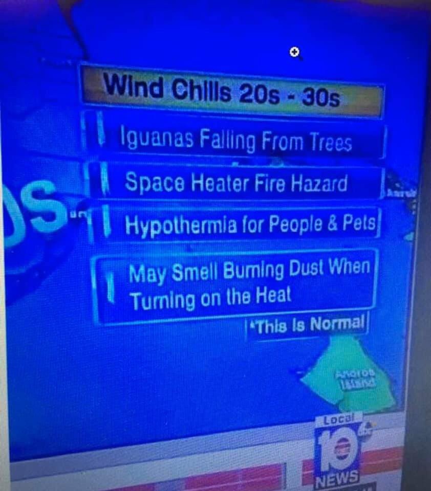 LABC222's tweet image. Iguanas Falling from Trees. #ThisIsNormal #FloridaProbs #FloridaWinter