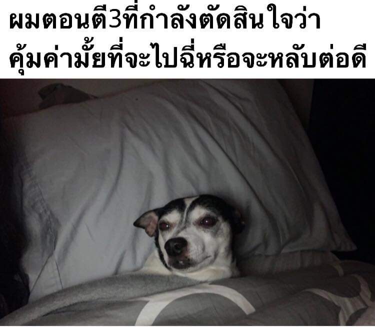 Thongchai​ Lerdvaranid (@tlerdvaranid) on Twitter photo 