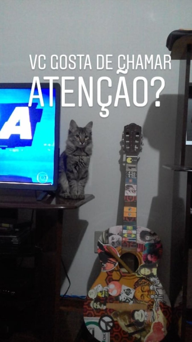 _mks92's tweet photo. Meus amigos que tem gato = tudo pra mim https://t.co/WhrqxHmVK9