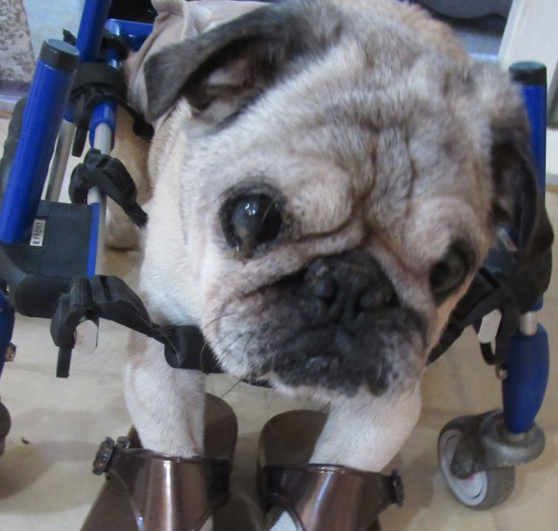 MilwPugFest's tweet photo. It is with a sad heart we report the loss of indomitable Achilles, @piggiepugs hospice foster for the last 5 years. Achilles was a quadriplegic but didn't let it get him down, and spent many happy hours on the move in his cart. Happy trails, little friend. #seniorpugs @pugrescue https://t.co/5gbG5Jp1bt