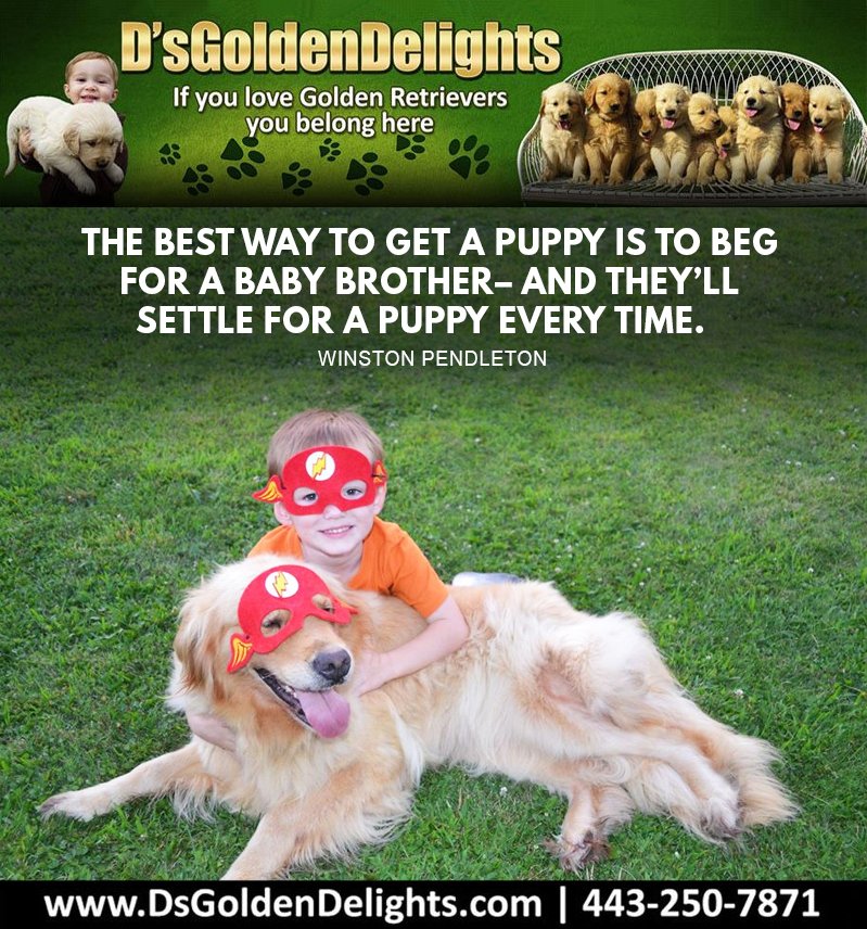 DsGolden_'s tweet image. The best way to get a puppy is to beg for a baby brother– and they’ll settle for a puppy every time.”
– Winston Pendleton
#dsgoldendelights