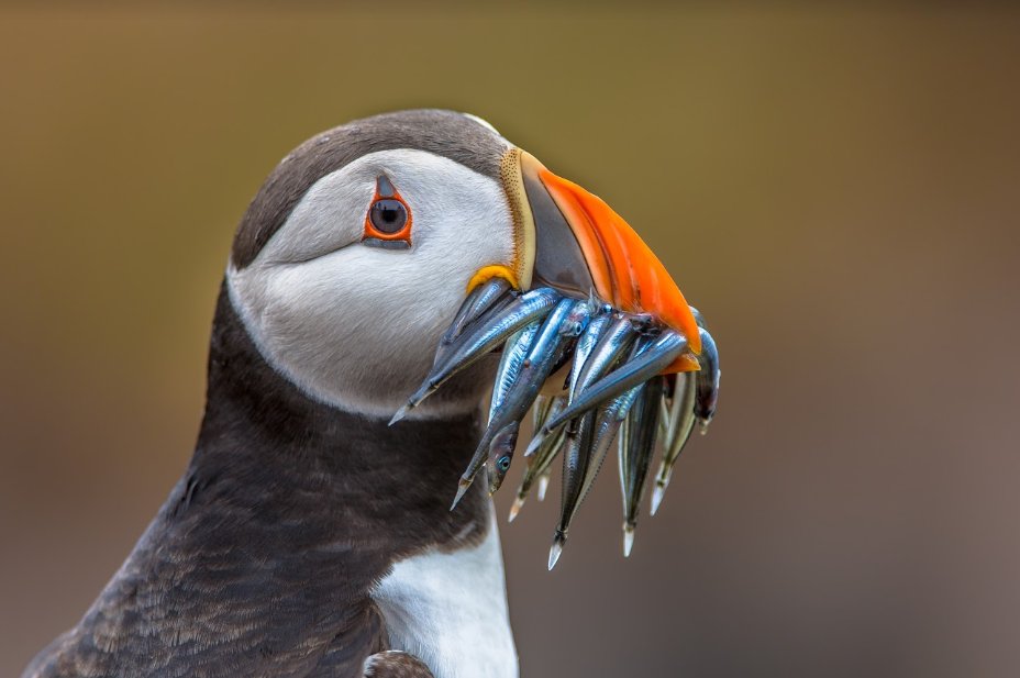 Are you taking part in the Big Garden Birdwatch this weekend? 🐦 The UK is home to some truly incredible wild birds, which have you seen and where? ow.ly/omri50y0X6W #birdwatchingholiday #BigGardenBirdWatch