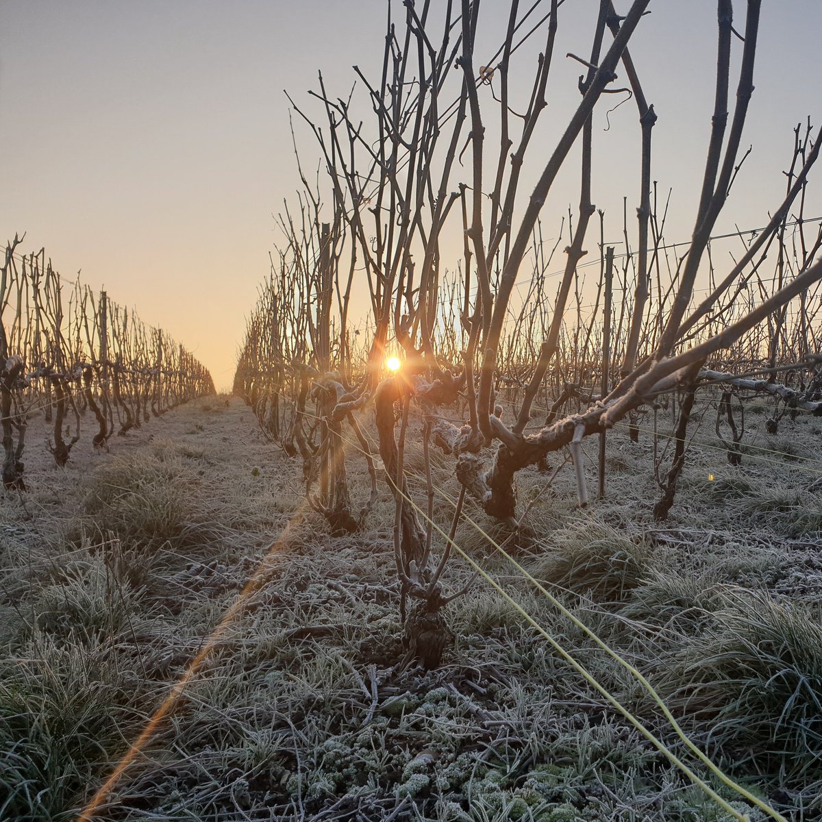 dumangin's tweet photo. -5°C this morning... too cold to prune so we "preprune" :-). Nice view of Chigny Les Roses vineyard "Les Houssets"
#ChampagneDumanginJFils #ChignyLesRoses #PremierCru #createurdemotionsenchampagne https://t.co/yVzLh2G02O