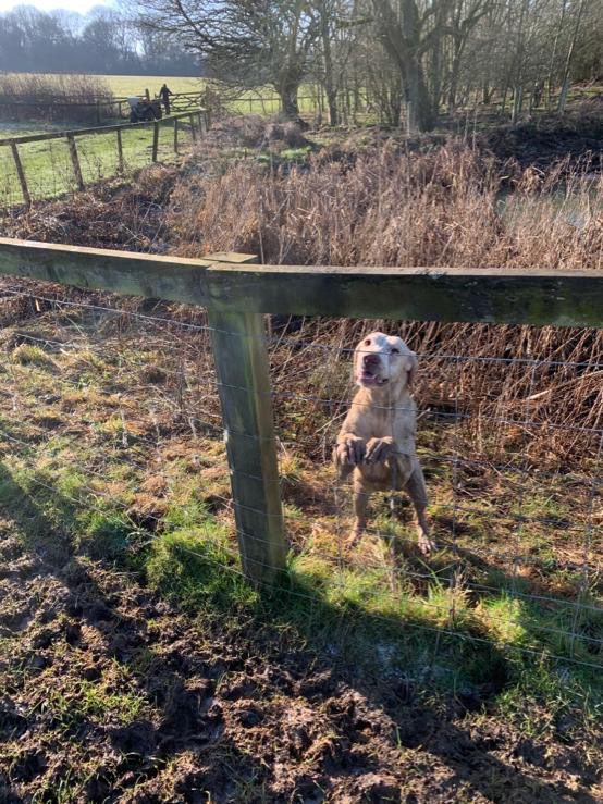 Knossington: weekday sab of <a href="/CottesmoreHunt/">The Cottesmore Hunt</a>. Two foxes saved from the real threat of being torn apart by a pack of hounds deliberately trained to act and react this way. Caught illegally hunting once more in <a href="/ForestryComm/">Forestry Commission</a> owned #OwstonWood
Full hit report: facebook.com/65609348788934…