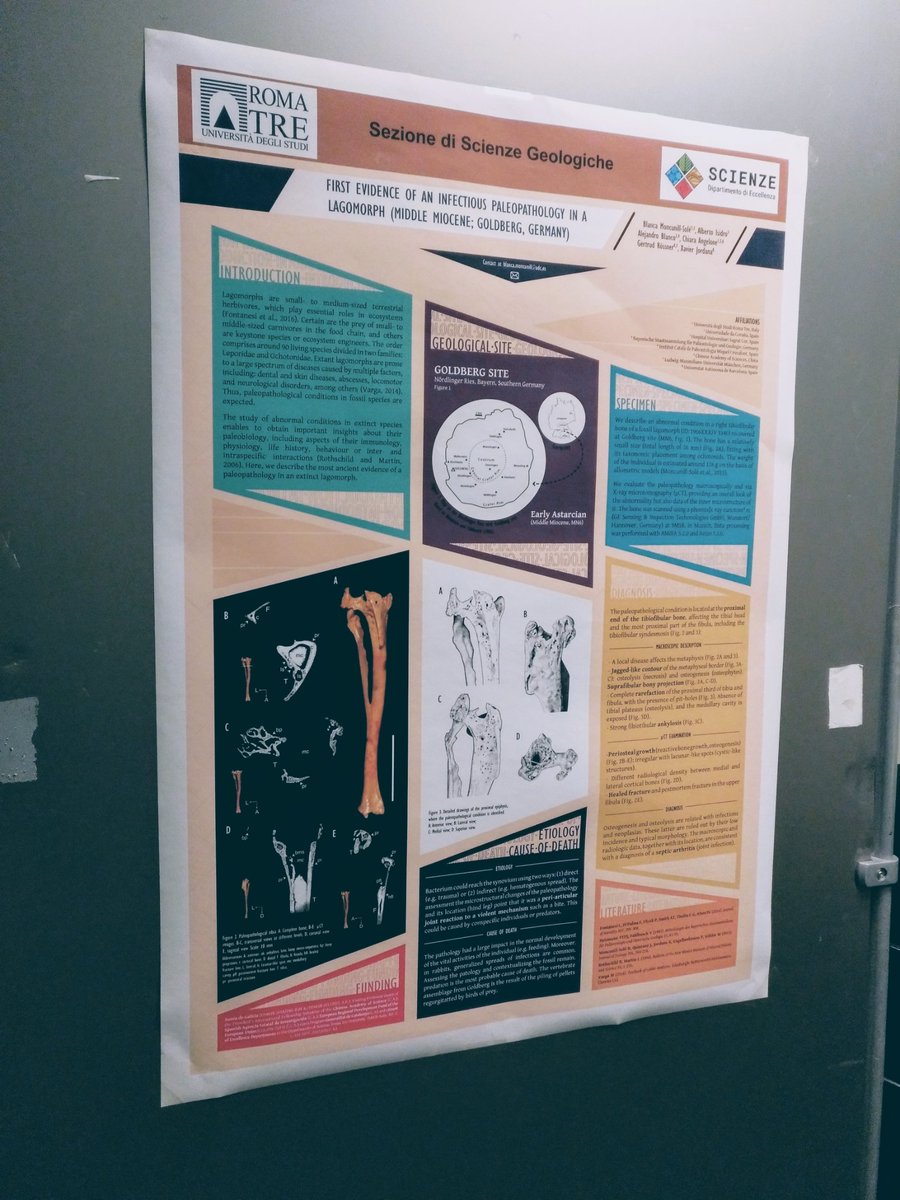 monqso's tweet photo. Oggi presentiamo la nostra #investigazione più recente alla 1a giornata della #ricerca del @Scienze_RomaTre di @UnivRoma3! Non perderti il nostro poster sulla #paleopatologie di un #lagomorfo #fossile! #paleontology #fossil #cuteposter #postdoclife #WomenInSTEM https://t.co/GvlRyJzU0M